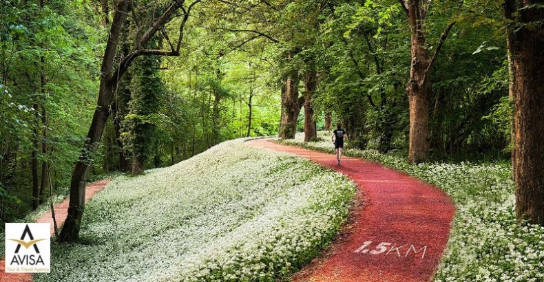 جنگل بلگراد؛ بهشت سبز استانبول برای گردشگران