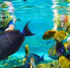 مکان‌های باور نکردنی دنیا برای شنا در حیات وحش