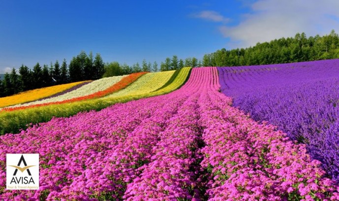 بهترین نقاط آسیا برای تماشای گل‌ها و عکاسی از شکوفه‌های رنگی