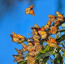زیباترین باغ‌های پروانه که باید در سال ۲۰۱۸ از آن‌ها دیدن کنید