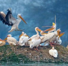 زیبا‌ترین باغ‌های پرندگان در آسیا