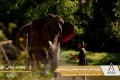 پناهگاهای حیات وحش فیل‌ها را در پاتایا تماشا کنید