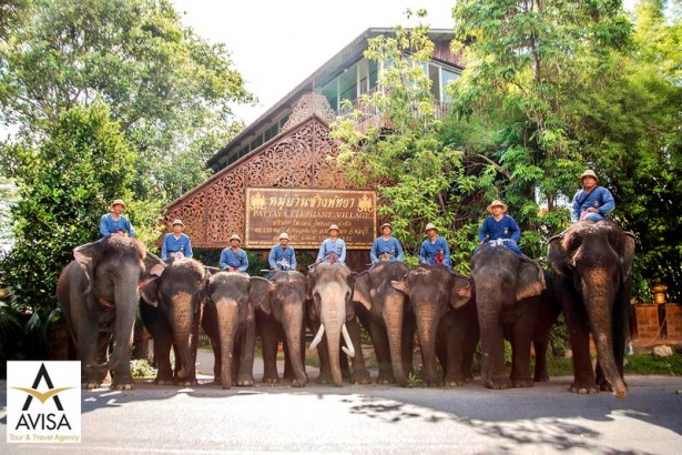 ماجراجویی هیجان انگیز در دهکده فیل‌ها؛ پاتایا