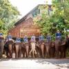 ماجراجویی هیجان انگیز در دهکده فیل‌ها؛ پاتایا