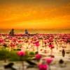 سفر بهاری به تایلند؛ بهترین فرصت برای بازدید از نیلوفرهای صورتی