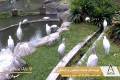  باغ زیبای پرندگان کوالالامپور را ببینید