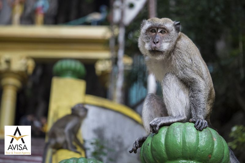 از میمون‌های معابد هندو دوری کنید