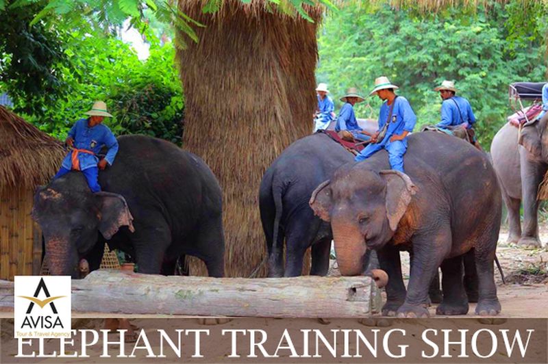 خوشگذرانی و تفریح در دهکده فیل ها در پاتایا