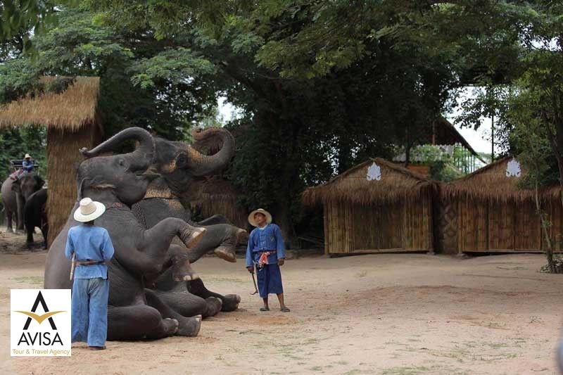 خوشگذرانی و تفریح در دهکده فیل ها در پاتایا