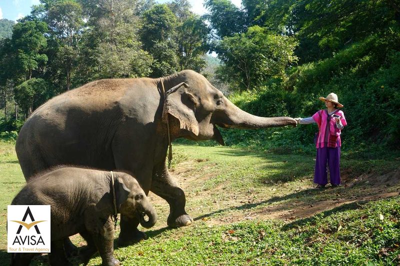تایلند، فیل‌ها