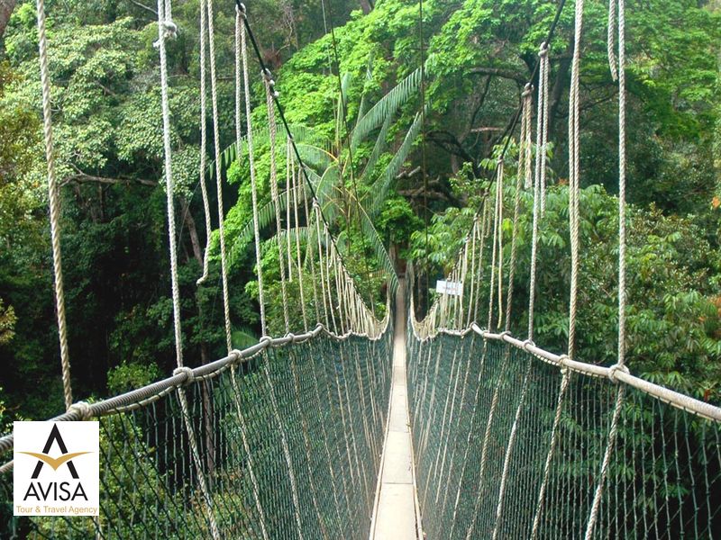 مالزی، پل پارک ملی تامان نگارا