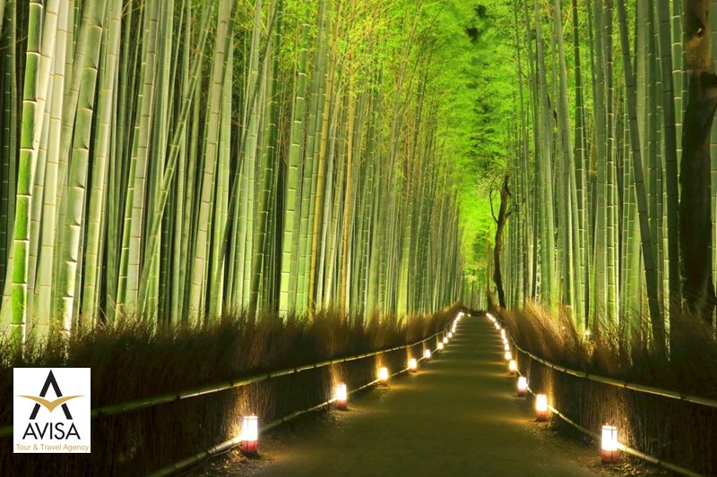 ژاپن، جنگل بامبوی ساگانو