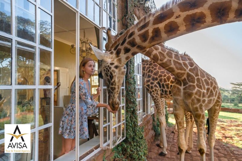 کنیا؛ نایروبی، Giraffe Manor