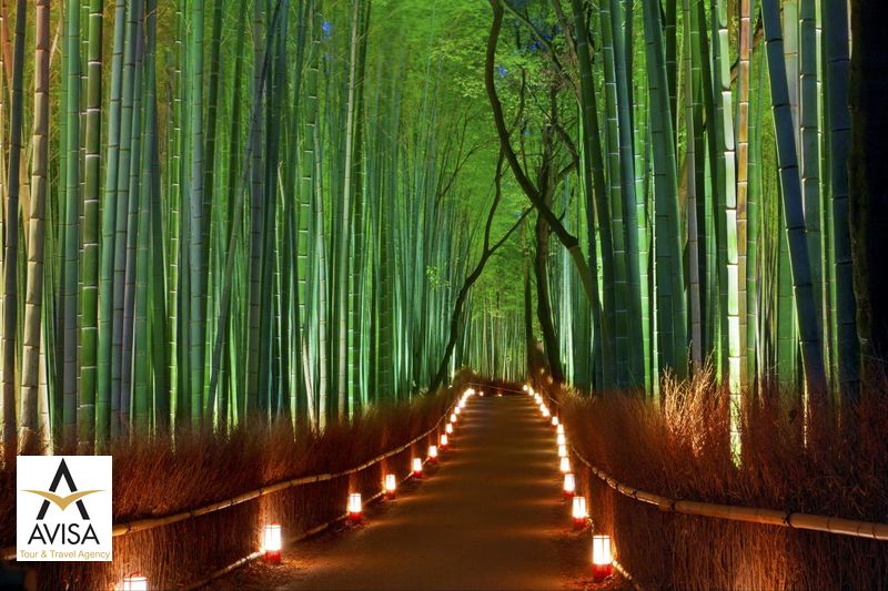 ژاپن، جنگل بامبوی ساگانو
