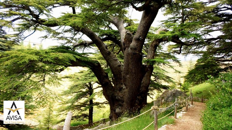 لبنان، جنگل‌های سرو