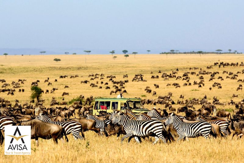 تانزانیا؛ پارک طبیعی سرنجتی